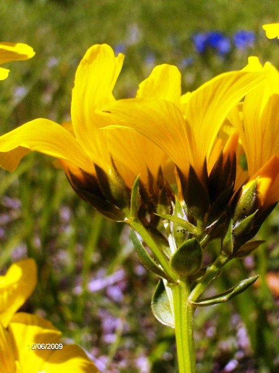 Linum capitatum subsp. serrulatum